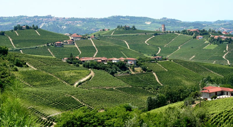 Panoramic view of the vineyard-covered Langhe hills of Piedmont, Italy