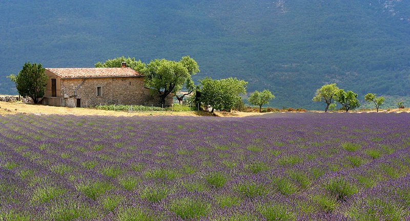 Rolling landscape of Provence, southern France, with lavender fields and vineyards