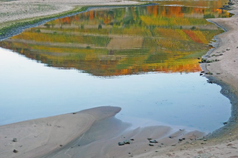 Autumn vineyard reflected in the Rhine River in the Rheingau wine region, Germany