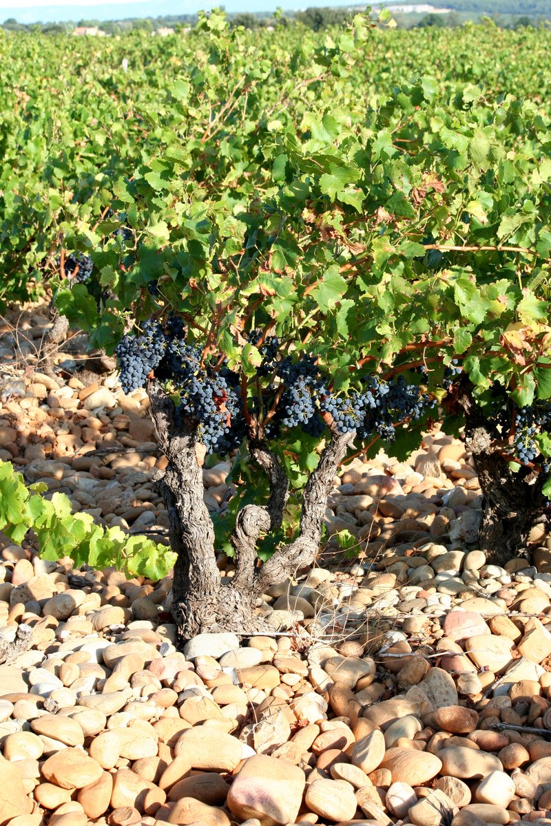 Stony vineyard soil in Châteauneuf-du-Pape, Rhône Valley, France
