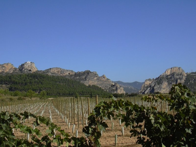Vineyard landscape near Haro in La Rioja, Spain's most celebrated wine region