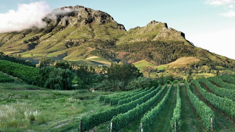 Vineyards in the rolling hills around Stellenbosch in the Cape Winelands, South Africa