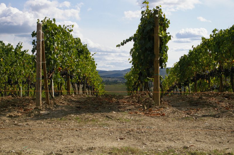 Vineyard rows on rolling hills in the Chianti wine region of Tuscany, Italy