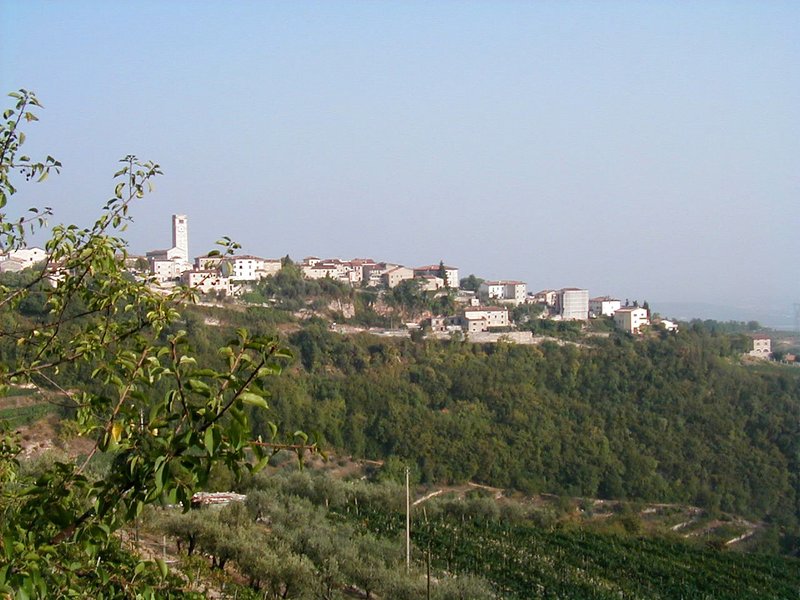 Vineyard in San Giorgio di Valpolicella, a classic wine village in the Veneto, Italy
