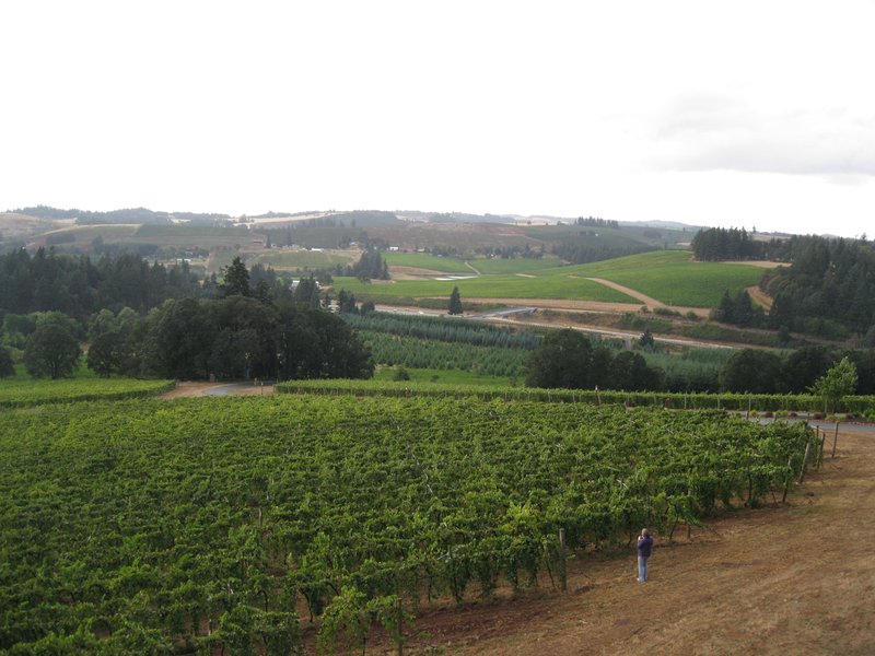 Vineyard estate in the Willamette Valley, Oregon, surrounded by evergreen hills