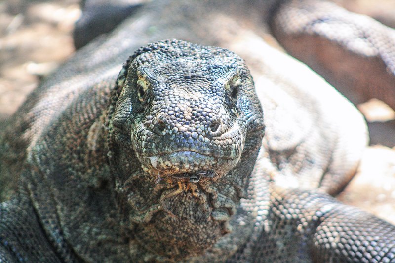Komodo dragon in its natural habitat on Komodo Island