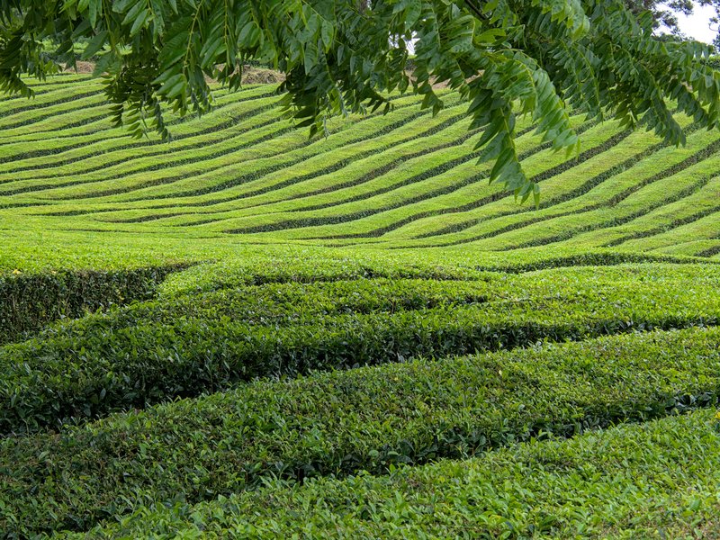 Gorreana tea plantation terraces on the north slopes of São Miguel