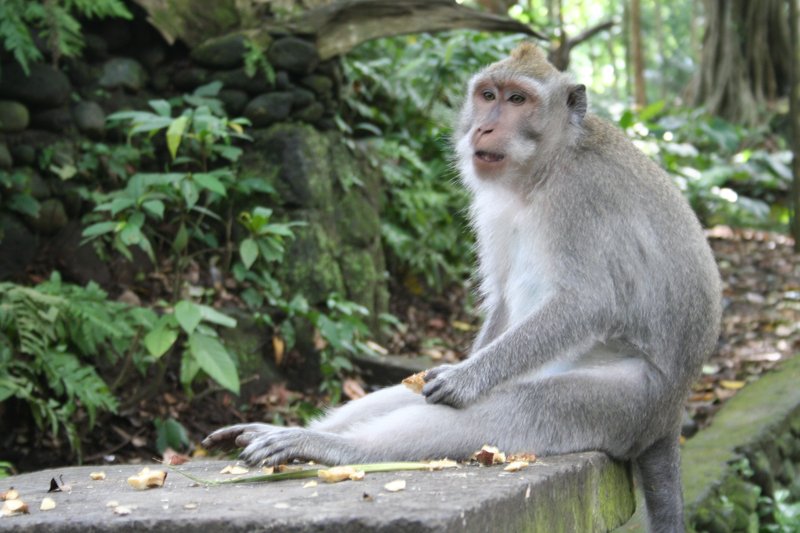 Sacred Monkey Forest macaques