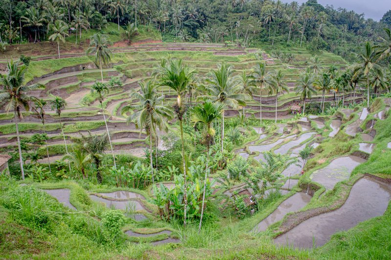 Tegalalang rice terraces
