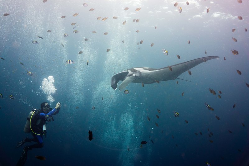 Giant oceanic manta ray