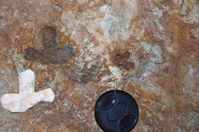 Dinosaur Ridge dinosaur tracks