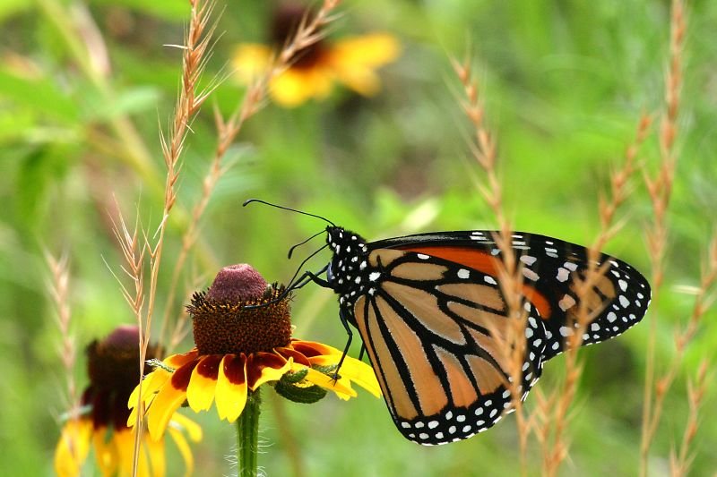 Butterfly Conservatory