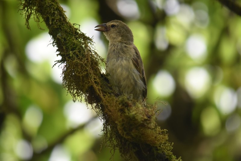 Male woodpecker finch at Los Gemelos, Santa Cruz, Galápagos