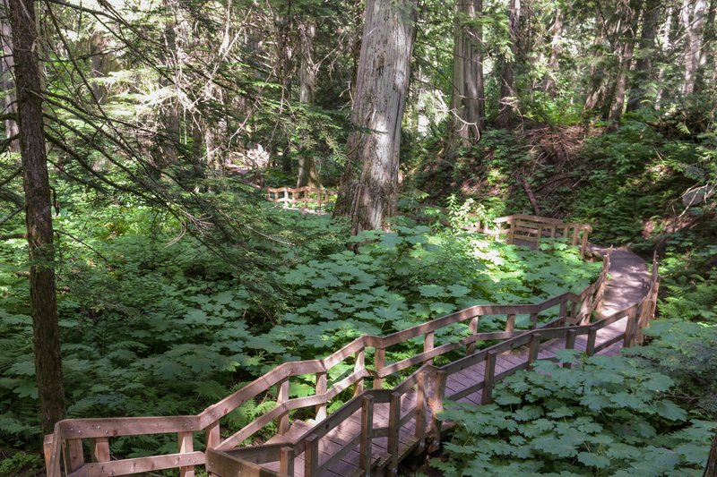 Boardwalk through old-growth cedar forest