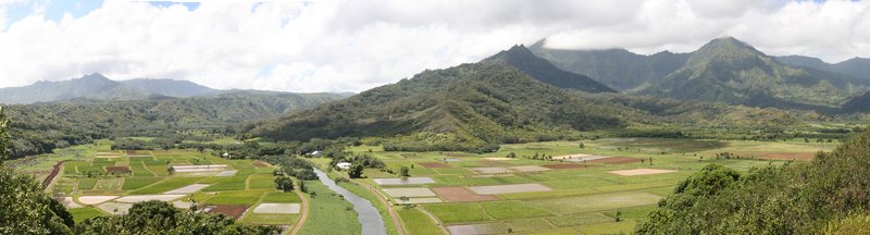 Hanalei Valley taro paddies from the lookout, Kauai