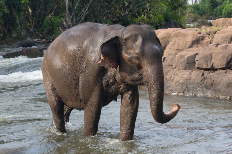 Asian elephant walking in river at golden hour Laos