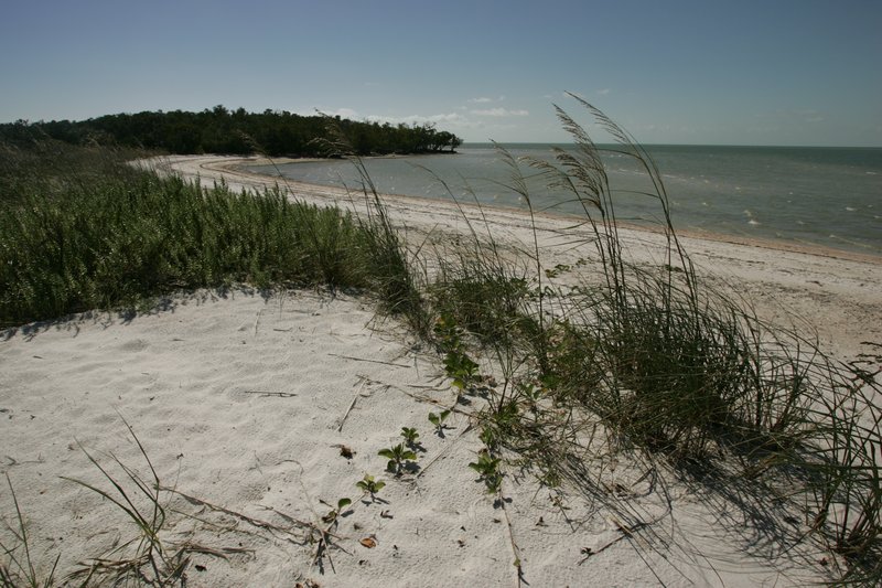 Ten Thousand Islands shoreline