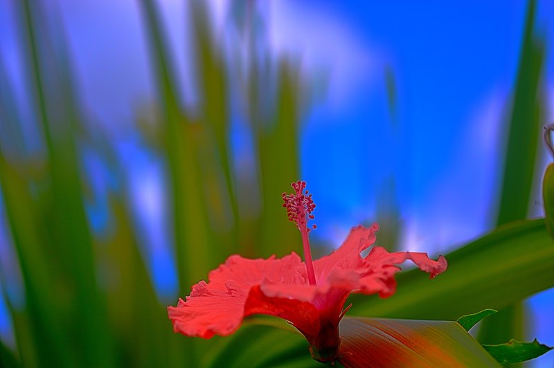Kula Botanical Garden, Upcountry Maui