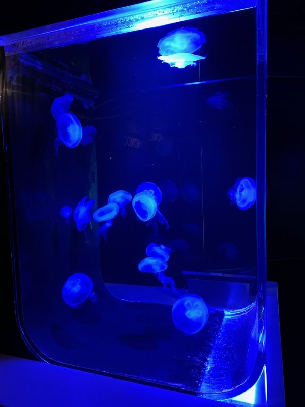 Jellyfish exhibit at the Frost Museum of Science, Miami