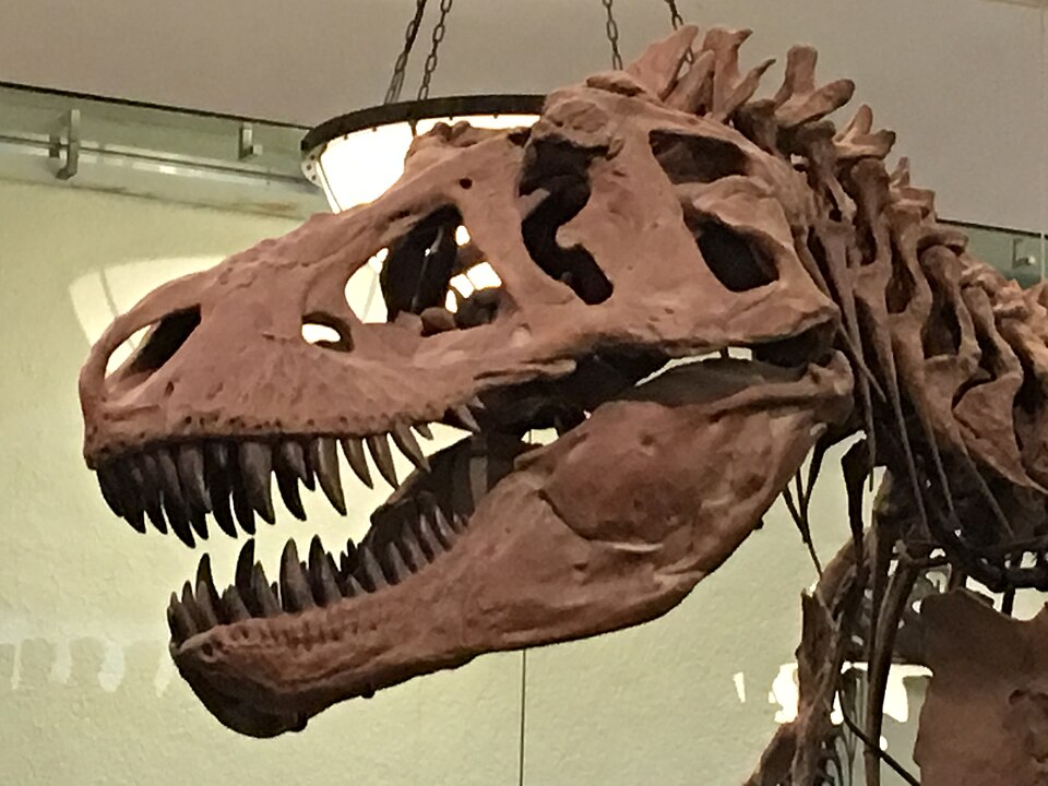 American Museum of Natural History