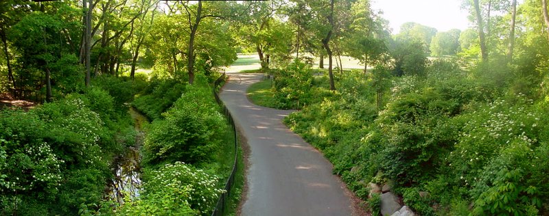 Prospect Park Nethermead meadow