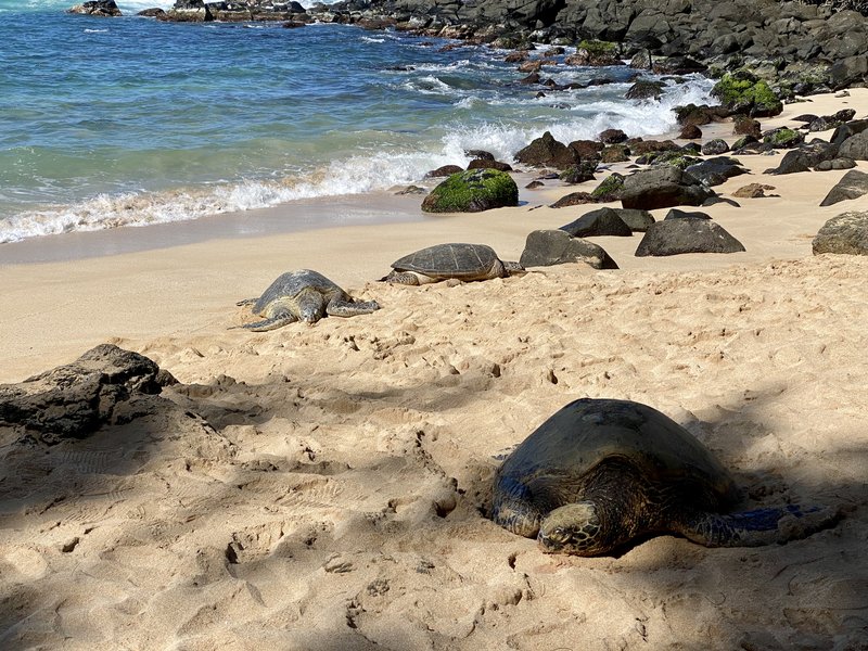 Hawaiian green sea turtles at Laniakea Beach