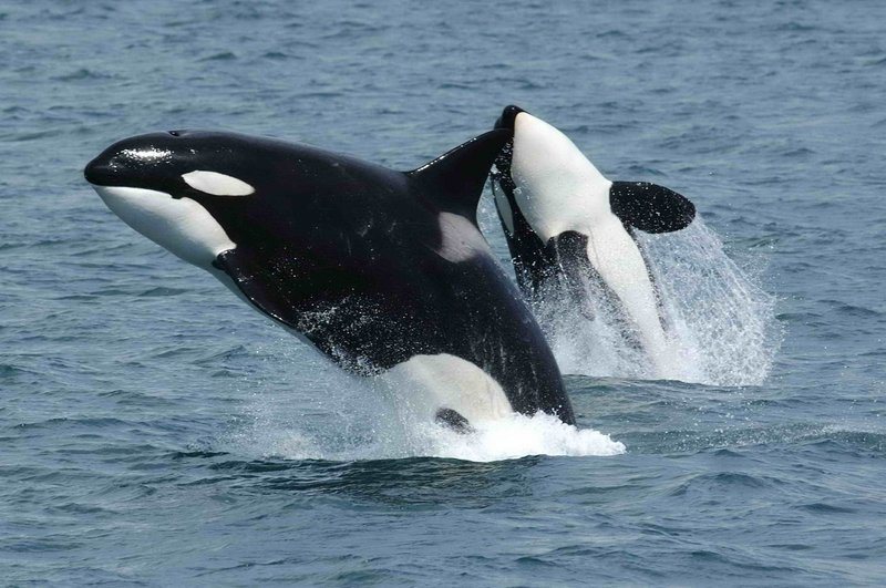 Orca killer whales leaping in the Salish Sea