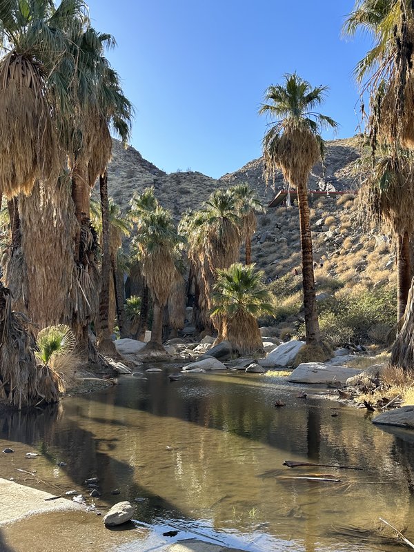 California fan palms in Indian Canyon