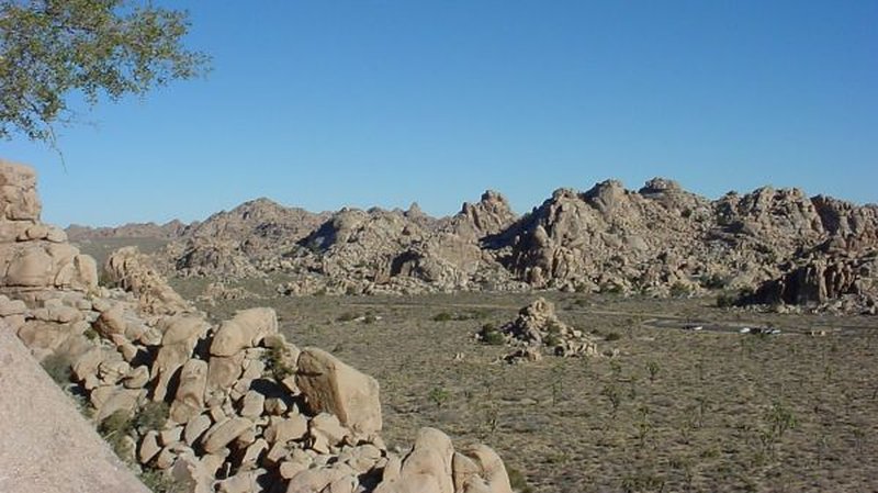 Joshua trees in Joshua Tree National Park