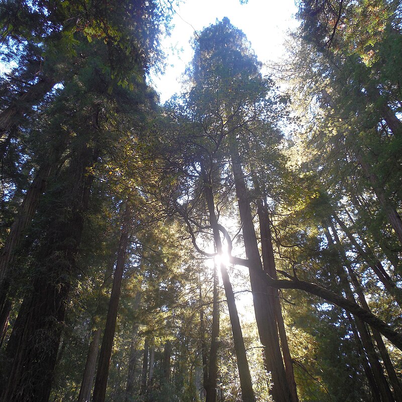 Old-growth coast redwoods in Muir Woods National Monument