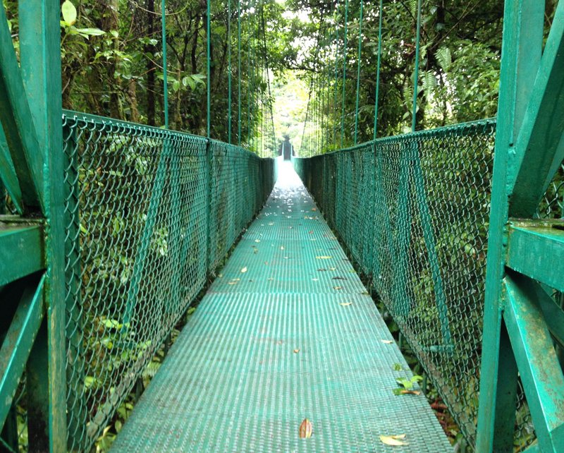Suspension bridge at Selvatura Park above cloud-forest canopy