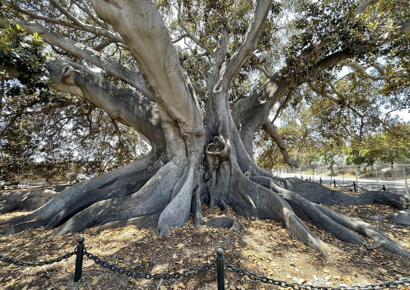 Moreton Bay Fig Tree