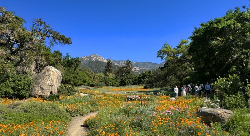 Santa Barbara Botanic Garden
