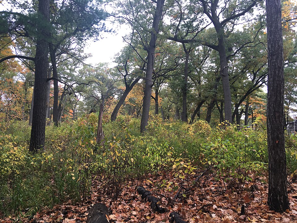 High Park