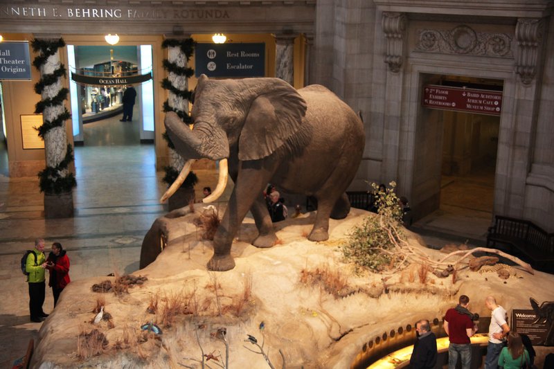 National Museum of Natural History rotunda elephant