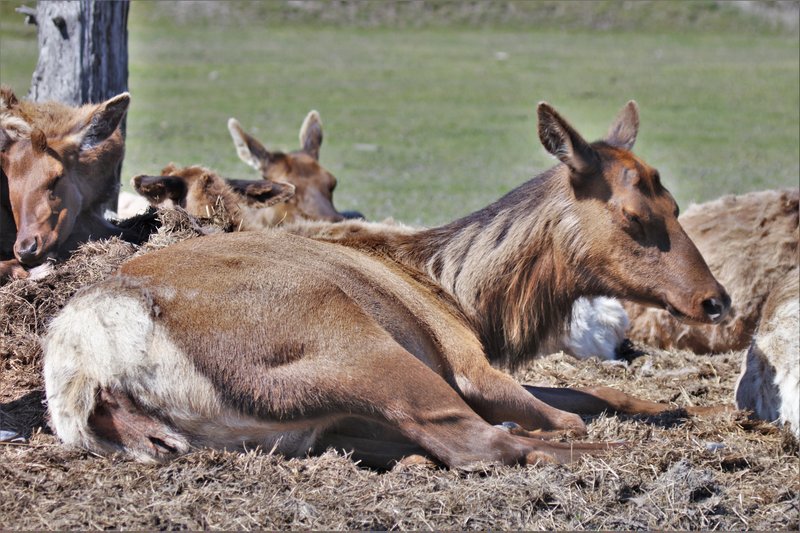Alaska Wildlife Conservation Center
