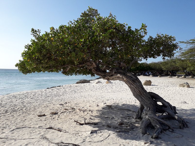 Eagle Beach with fofoti trees, Noord, Aruba