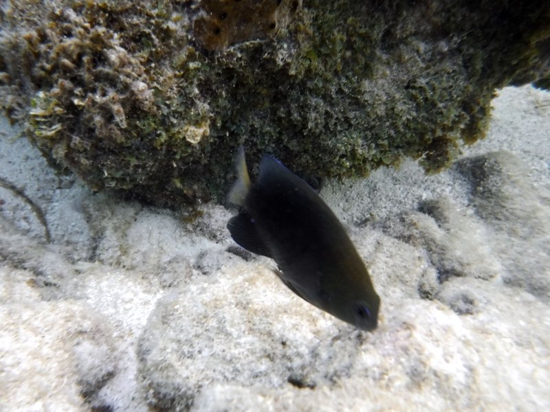 Mangel Halto lagoon and reef, Savaneta, Aruba