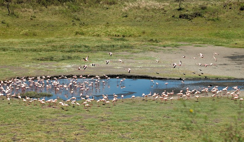 Flamingos at Momella Lake