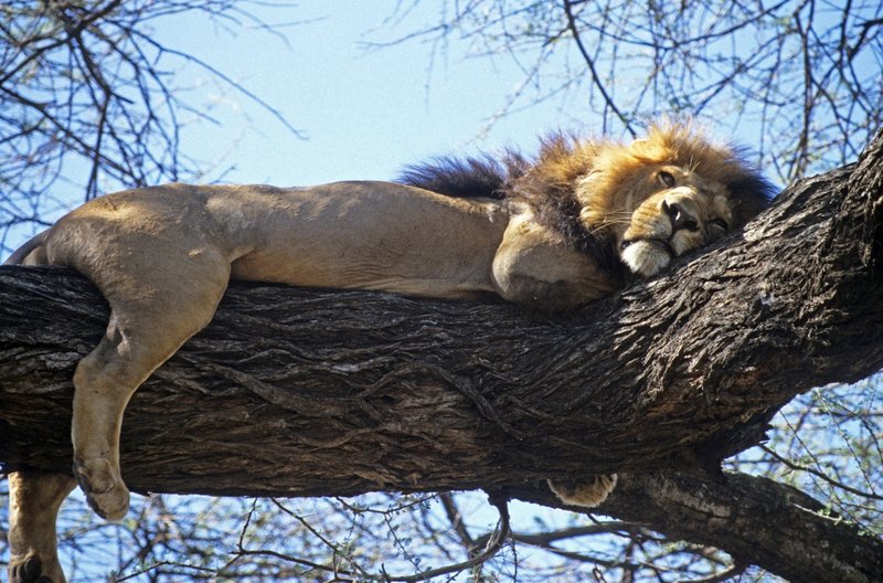 Tree-climbing lion at Lake Manyara