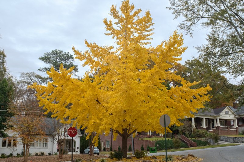 Virginia-Highland