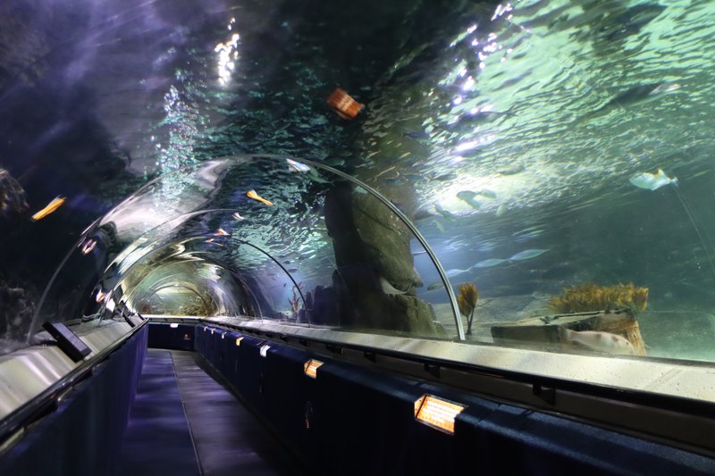 Kelly Tarlton's SEA LIFE Aquarium