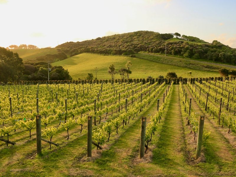 Waiheke Island vineyard