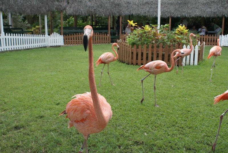 Trained flamingos at Ardastra Gardens
