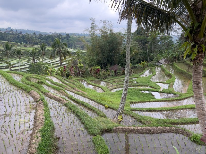 Jatiluwih rice terraces
