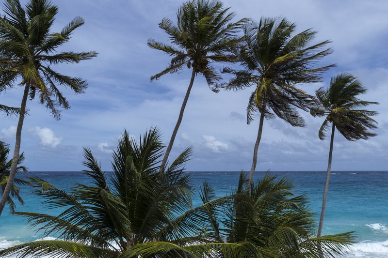 Bottom Bay — cliffs and palms, St Philip, Barbados