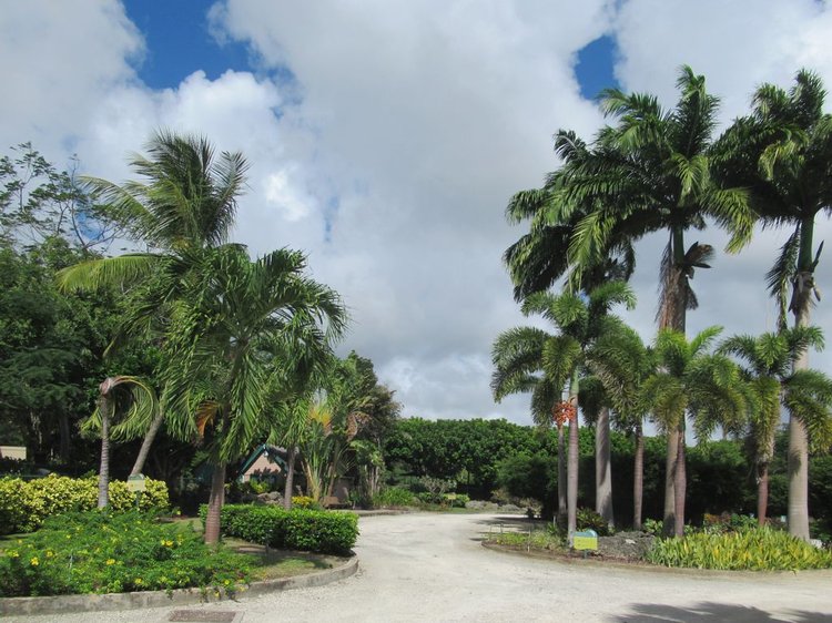 Graeme Hall Nature Sanctuary — mangrove wetland, Christ Church, Barbados