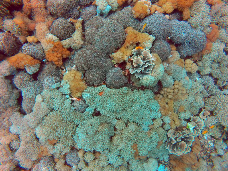 Snorkeling Bora Bora lagoon