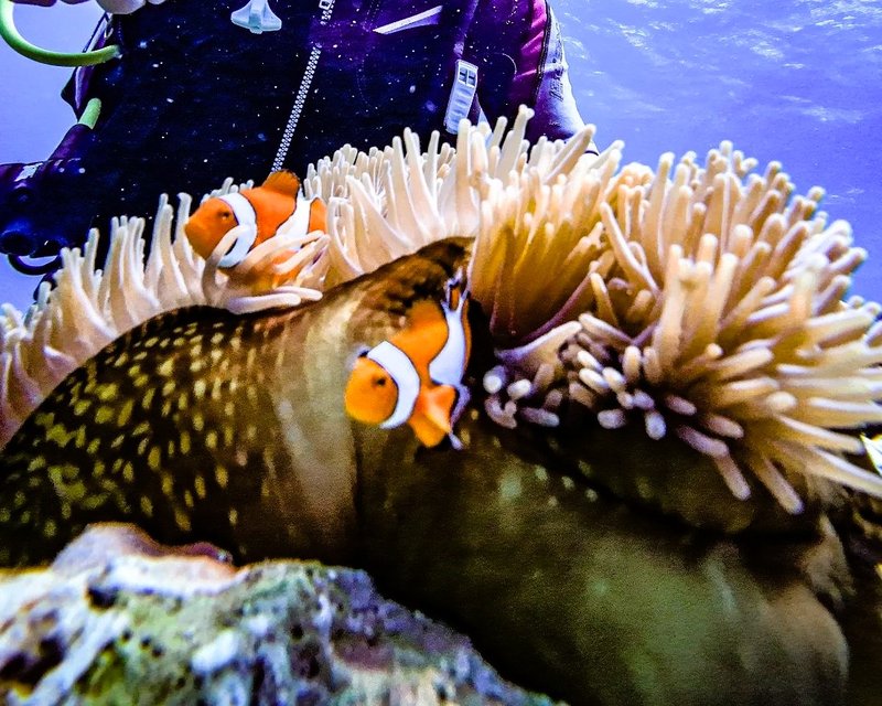 Clownfish on the reef, Boracay