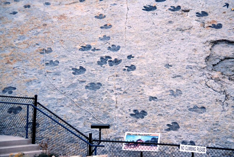 Dinosaur tracks preserved in the rock face at Dinosaur Ridge